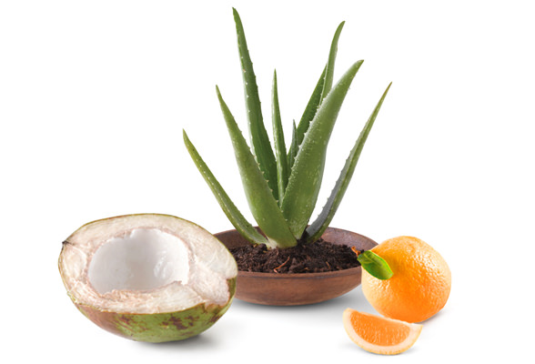 Imagen de una planta de aloe vera, coco fresco y una naranja. Amway HomeT contienen ingredientes que se derivan de fuentes naturales.